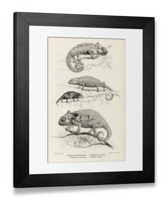 Framed Print : Lizards engraving 1887 Framed Print : Lizards engraving 1887