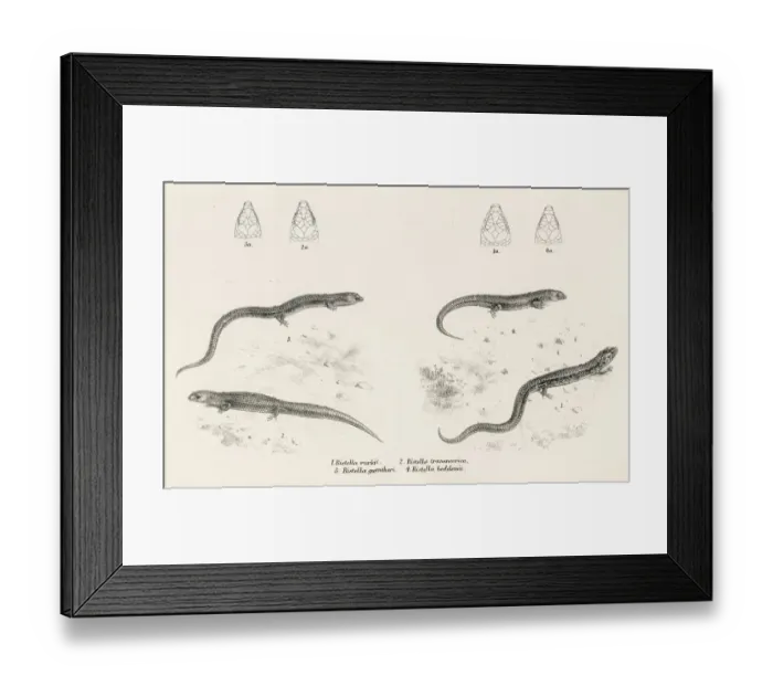 Framed Print : Lizards engraving 1887 Framed Print : Lizards engraving 1887
