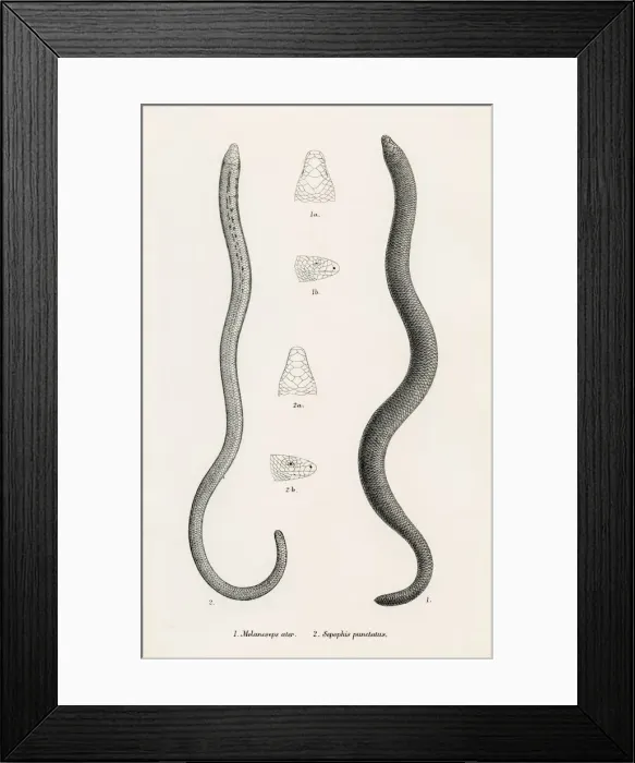 Framed Print : Lizards engraving 1887 Framed Print : Lizards engraving 1887