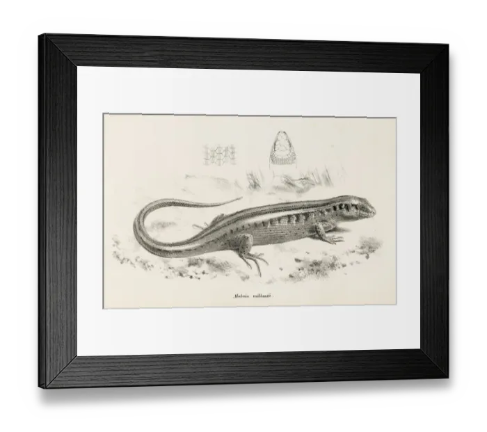Framed Print : Lizards engraving 1887 Framed Print : Lizards engraving 1887