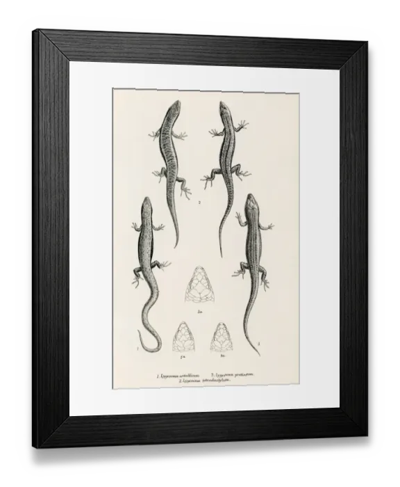Framed Print : Lizards engraving 1887 Framed Print : Lizards engraving 1887