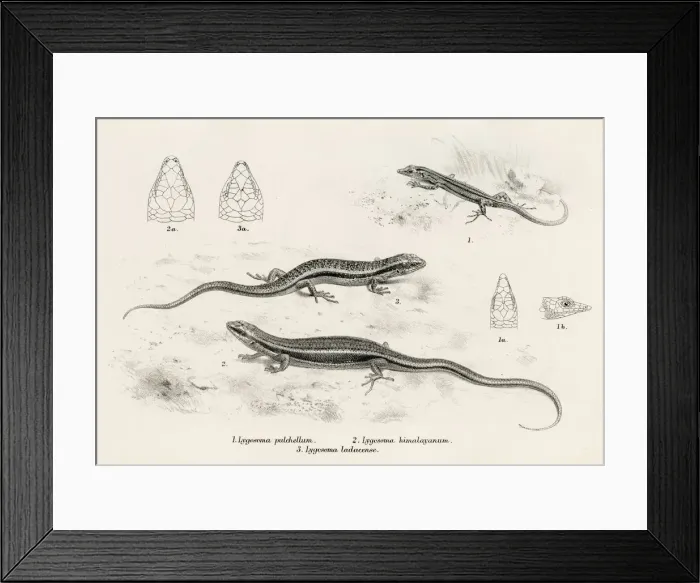 Framed Print : Lizards engraving 1887 Framed Print : Lizards engraving 1887