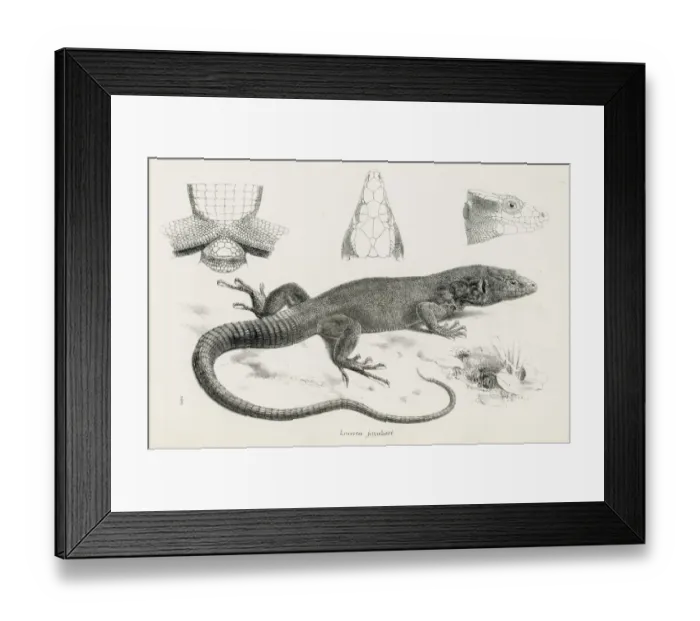 Framed Print : Lizards engraving 1887 Framed Print : Lizards engraving 1887