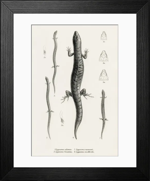 Framed Print : Lizards engraving 1887 Framed Print : Lizards engraving 1887