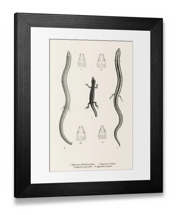Framed Print : Lizards engraving 1887 Framed Print : Lizards engraving 1887