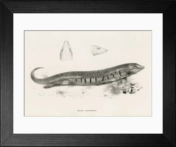 Framed Print : Lizards engraving 1887 Framed Print : Lizards engraving 1887