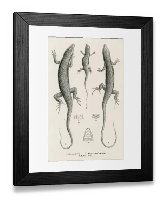 Framed Print : Lizards engraving 1887 Framed Print : Lizards engraving 1887