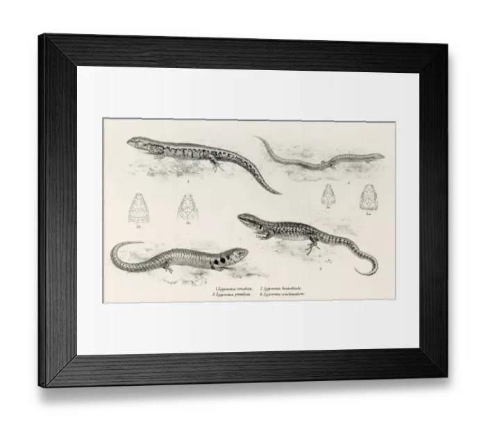 Framed Print : Lizards engraving 1887 Framed Print : Lizards engraving 1887