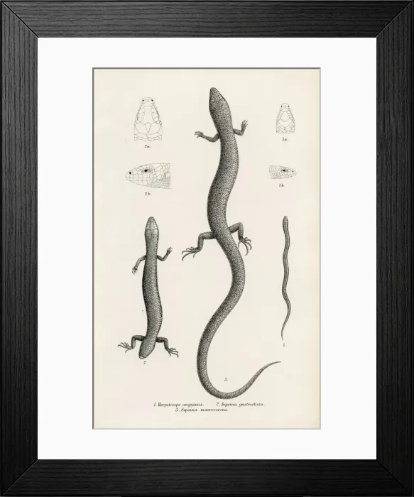 Framed Print : Lizards engraving 1887 Framed Print : Lizards engraving 1887