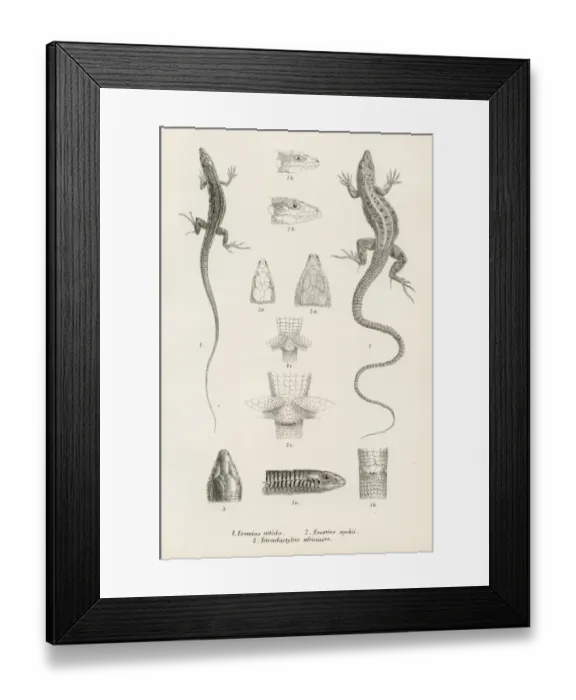 Framed Print : Lizards engraving 1887 Framed Print : Lizards engraving 1887
