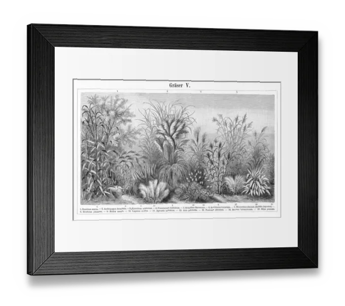 Framed Print : Grass engraving 1895