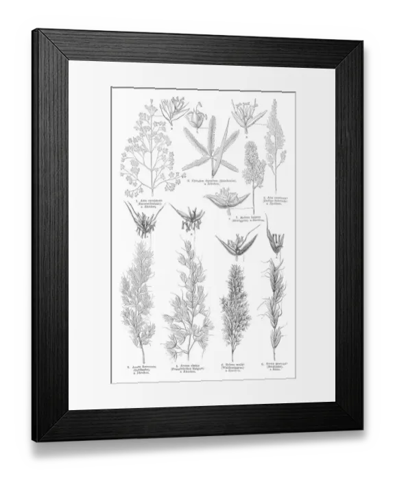 Framed Print : Grass engraving 1895