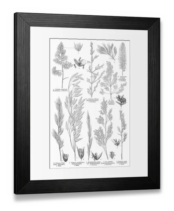 Framed Print : Grass engraving 1895 Framed Print : Grass engraving 1895