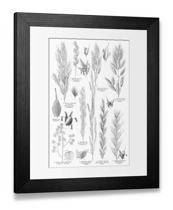 Framed Print : Grass engraving 1895 Framed Print : Grass engraving 1895