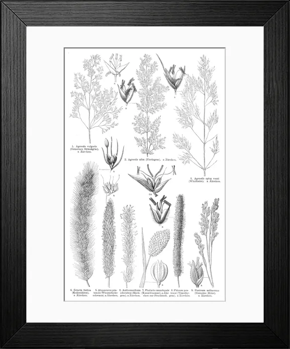 Framed Print : Grass engraving 1895 Framed Print : Grass engraving 1895