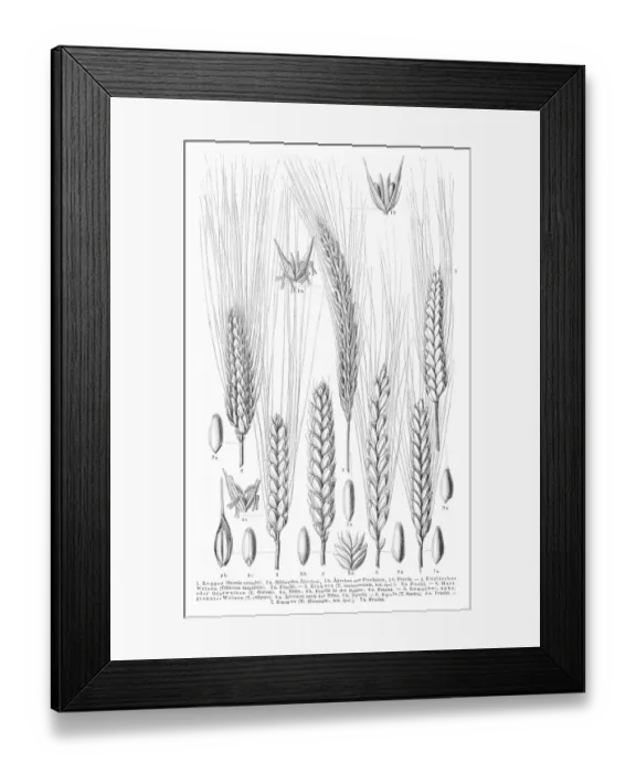 Framed Print : Cereals engraving 1895 Framed Print : Cereals engraving 1895