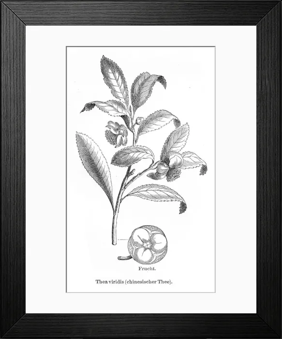 Framed Print : Tea plant engraving 1895 Framed Print : Tea plant engraving 1895