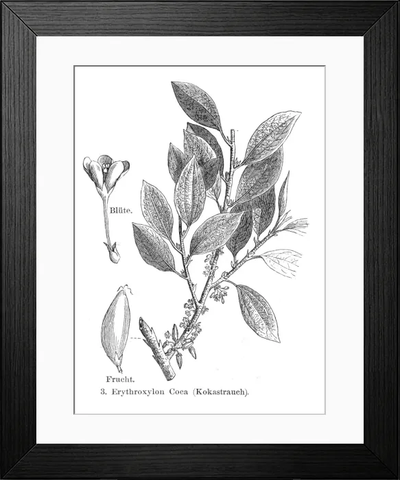 Framed Print : Coca bush engraving 1895 Framed Print : Coca bush engraving 1895