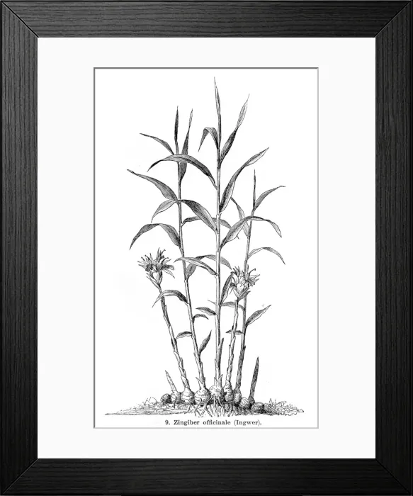 Framed Print : Ginger engraving 1895 Framed Print : Ginger engraving 1895