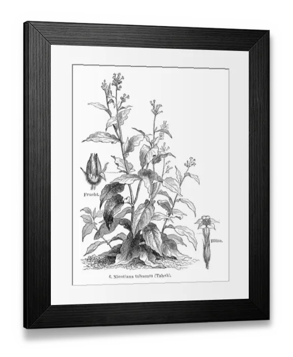 Framed Print : Tobacco plant engraving 1895 Framed Print : Tobacco plant engraving 1895