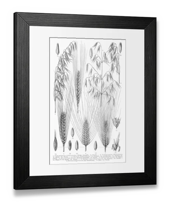 Framed Print : Cereals engraving 1895 Framed Print : Cereals engraving 1895