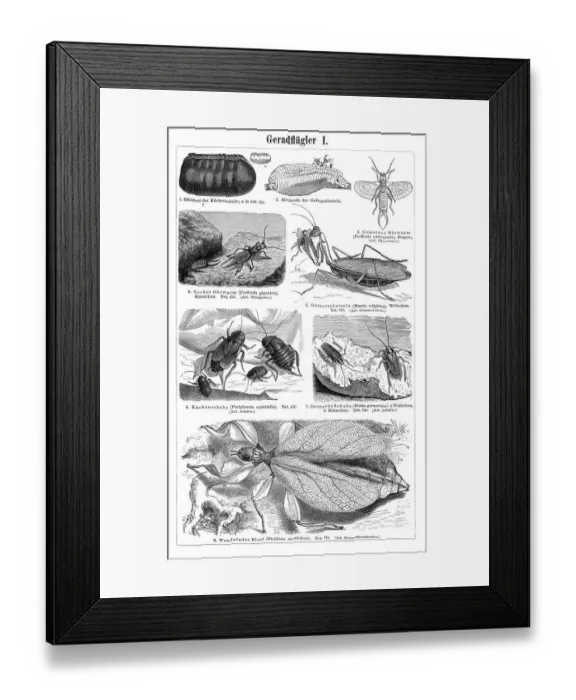Framed Print : Orthoptera insects engraving 1895 Framed Print : Orthoptera insects engraving 1895