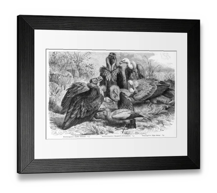 Framed Print : Vultures engraving 1895 Framed Print : Vultures engraving 1895