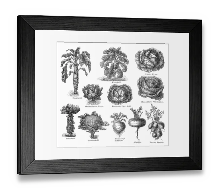 Framed Print : Vegetables engraving 1895 Framed Print : Vegetables engraving 1895