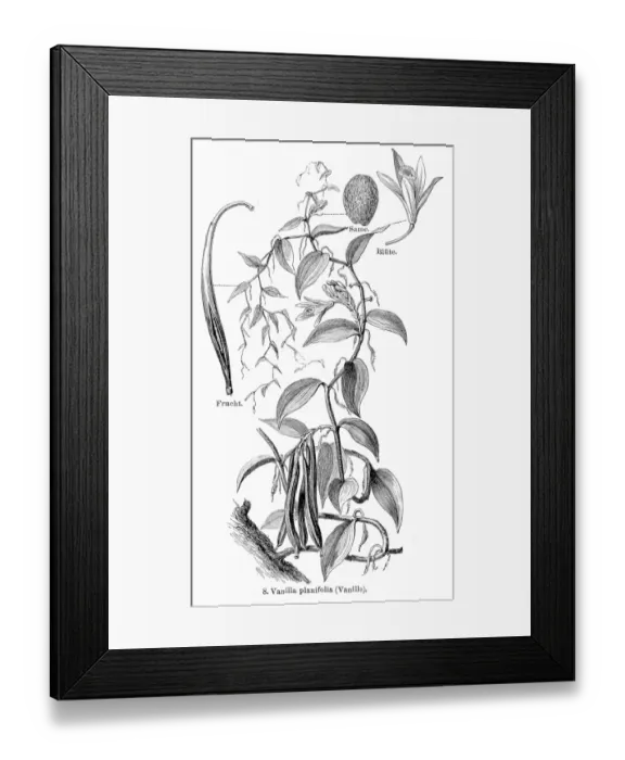 Framed Print : Vanilla engraving 1895 Framed Print : Vanilla engraving 1895