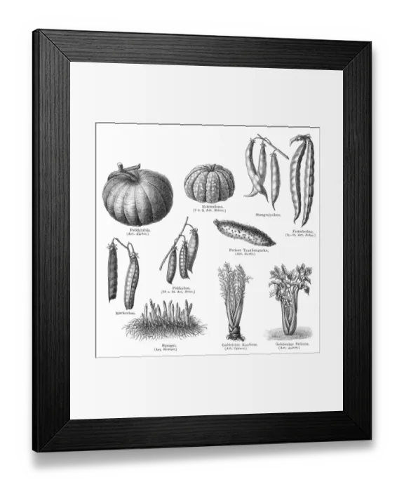 Framed Print : Vegetables engraving 1895 Framed Print : Vegetables engraving 1895
