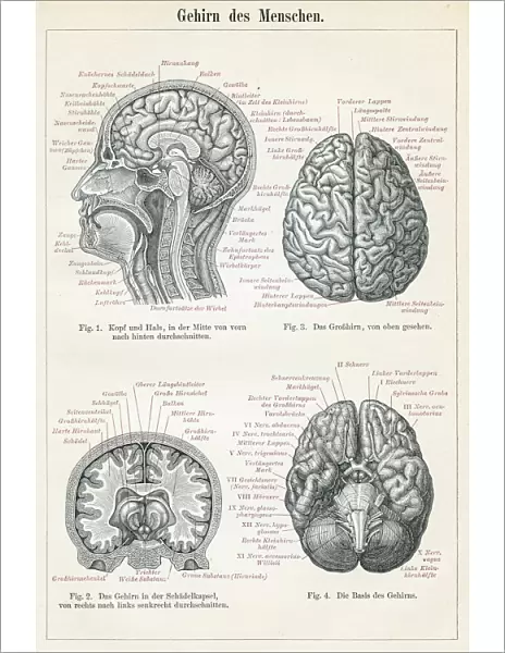 Brain anatomy engraving 1895