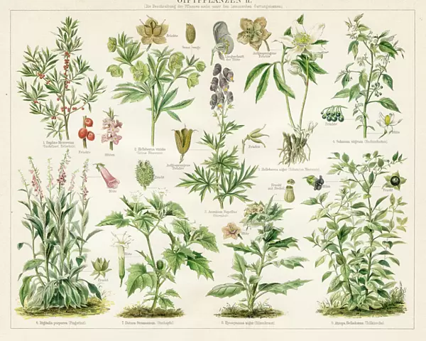 Poison plants lithograph 1895