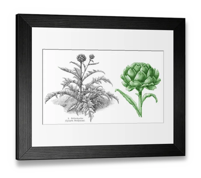 Framed Print : Artichoke vegetables engraving 1895 Framed Print : Artichoke vegetables engraving 1895