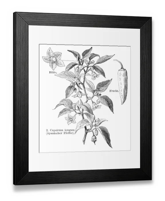 Framed Print : Spanish pepper engraving 1895 Framed Print : Spanish pepper engraving 1895