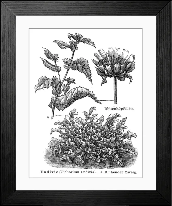 Framed Print : Endive engraving 1895 Framed Print : Endive engraving 1895