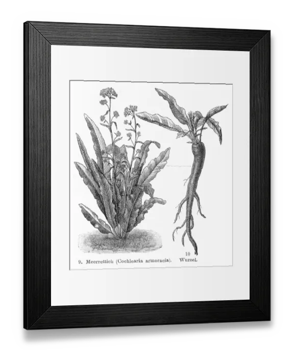 Framed Print : Horseradish engraving 1895 Framed Print : Horseradish engraving 1895