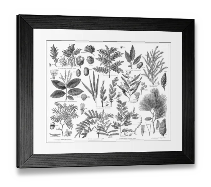 Framed Print : Plants for the production of tanning materials 1895 Framed Print : Plants for the production of tanning materials 1895
