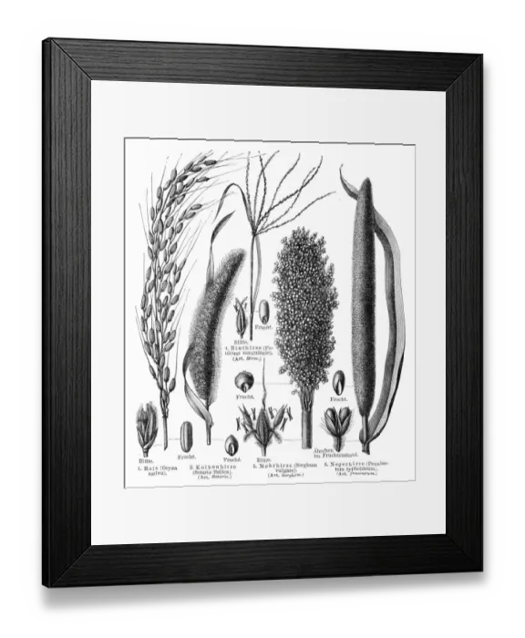 Framed Print : Cereal crops engraving 1895 Framed Print : Cereal crops engraving 1895