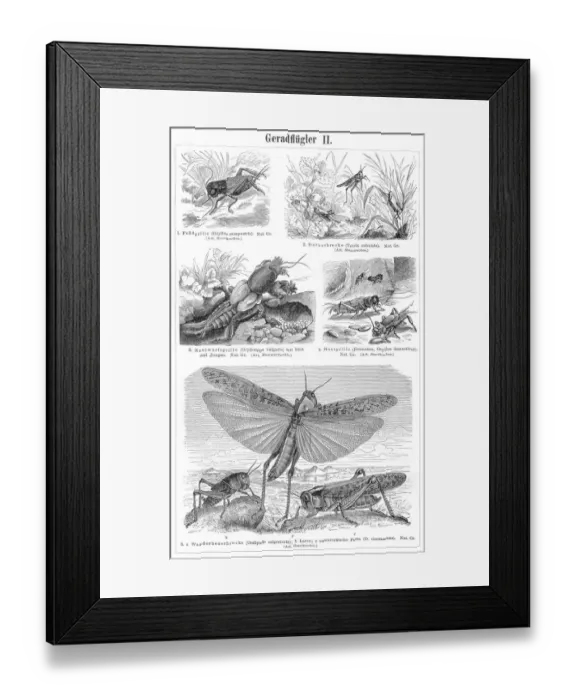 Framed Print : Orthoptera insects engraving 1895