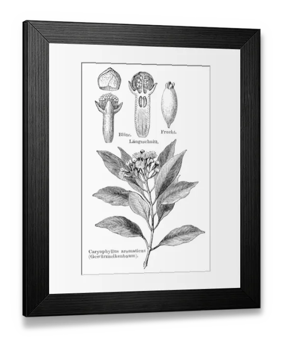 Framed Print : Cover plant engraving 1895 Framed Print : Cover plant engraving 1895