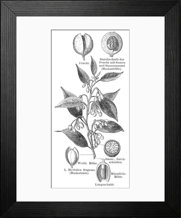 Framed Print : Nutmeg plant engraving 1895 Framed Print : Nutmeg plant engraving 1895