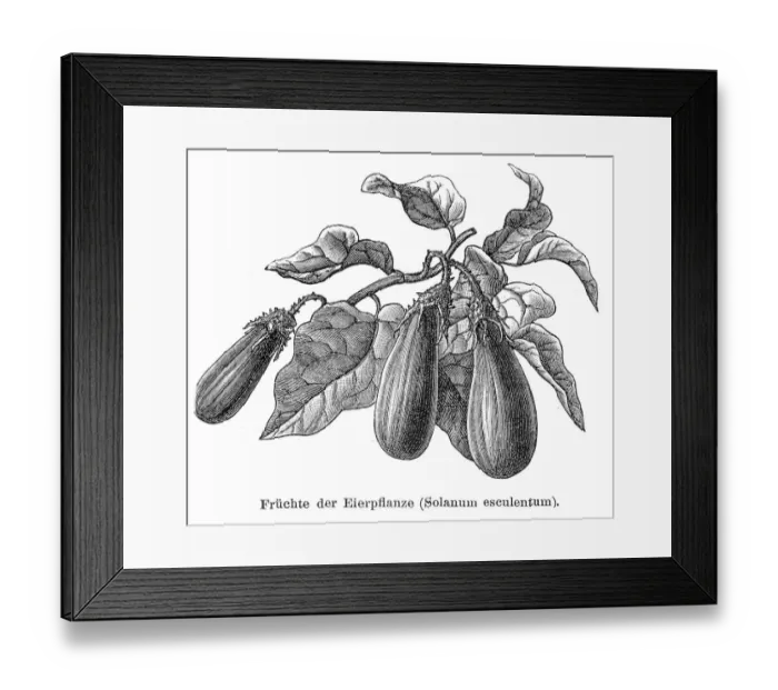 Framed Print : Egg plant vegetable 1895