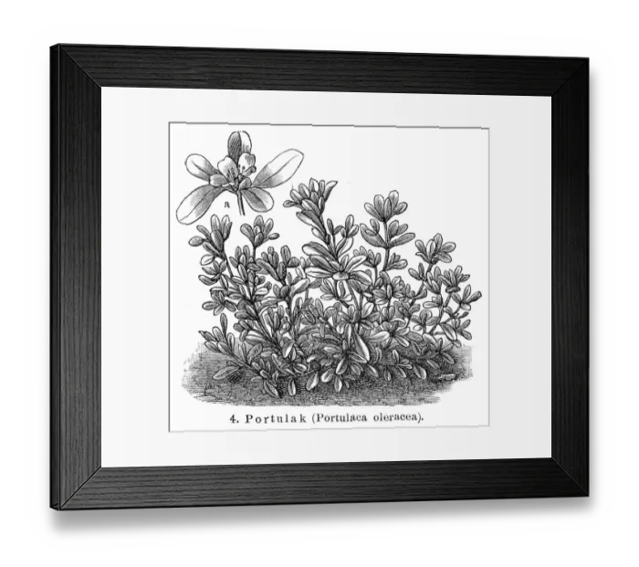 Framed Print : Purslane Vegetables engraving 1895