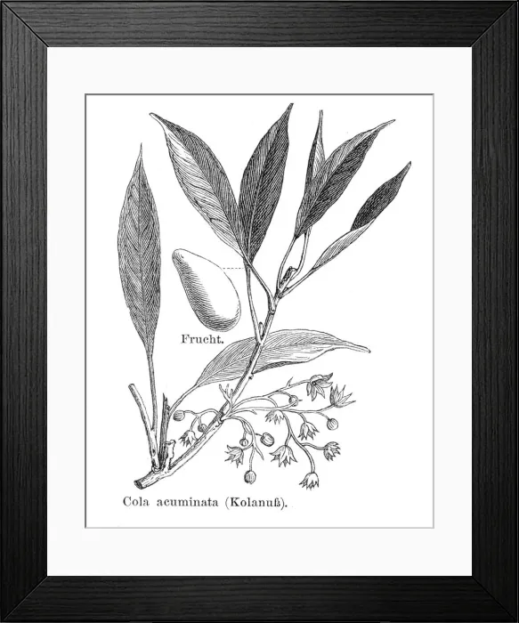 Framed Print : Cola acuminata engraving 1895 Framed Print : Cola acuminata engraving 1895