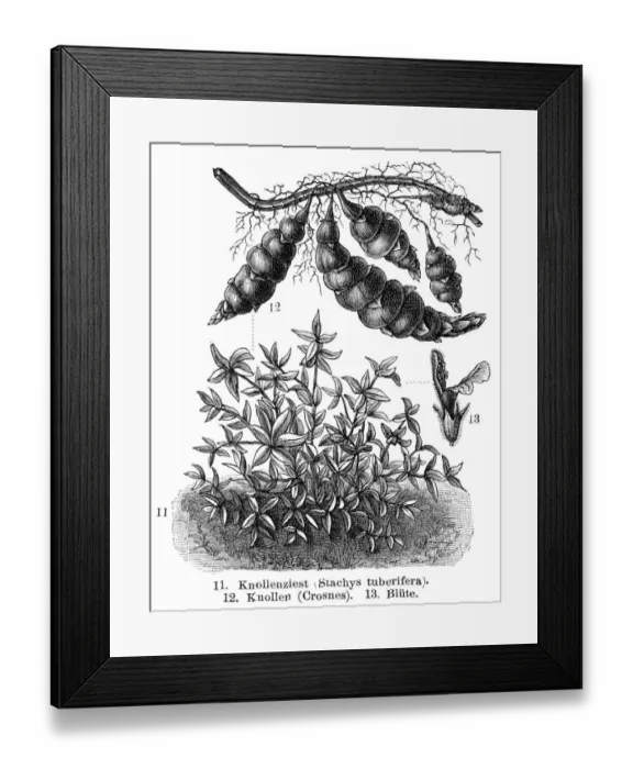 Framed Print : Tuber Vegetables engraving 1895