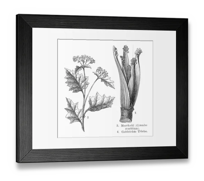 Framed Print : Sea cabbage vegetables engraving 1895 Framed Print : Sea cabbage vegetables engraving 1895