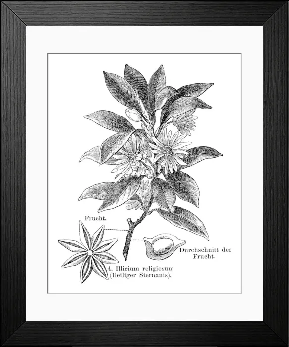 Framed Print : Staranise engraving 1895 Framed Print : Staranise engraving 1895