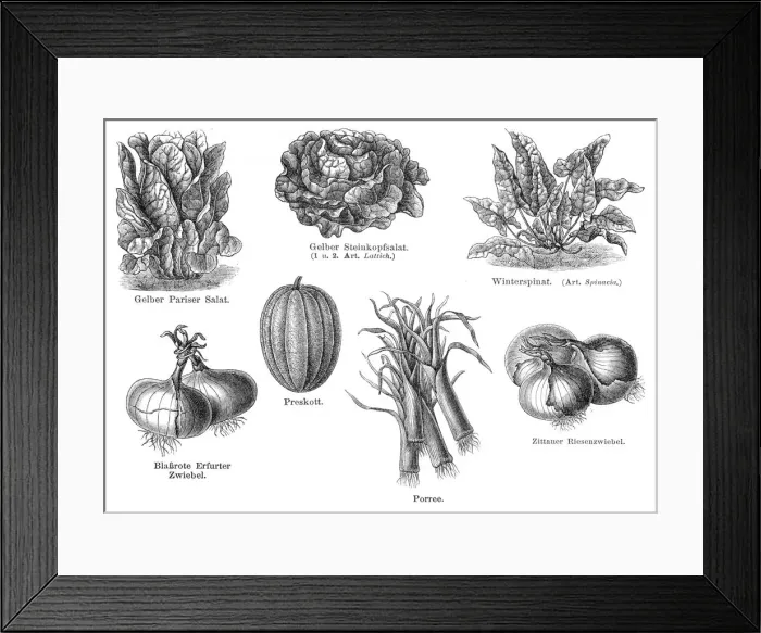 Framed Print : Vegetables engraving 1895 Framed Print : Vegetables engraving 1895