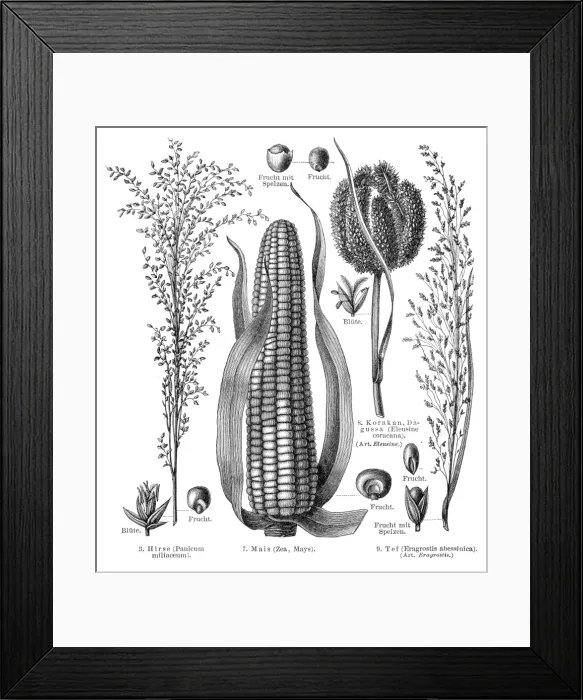 Framed Print : Cereal crops engraving 1895 Framed Print : Cereal crops engraving 1895