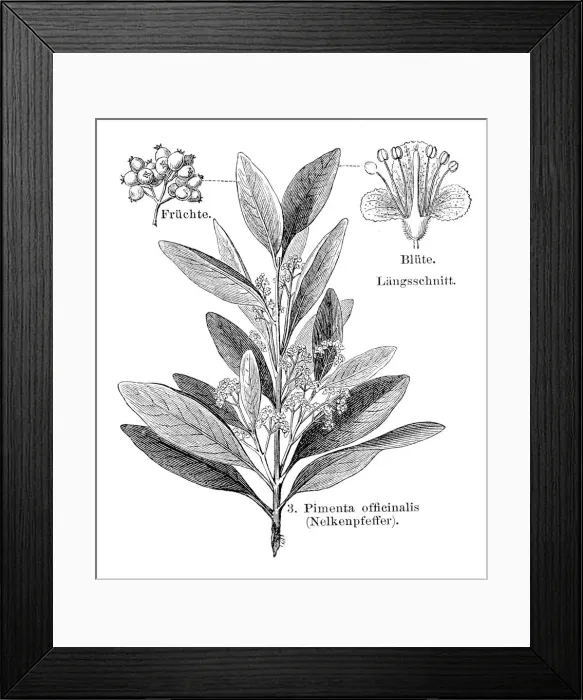 Framed Print : Cloves pepper engraving 1895 Framed Print : Cloves pepper engraving 1895